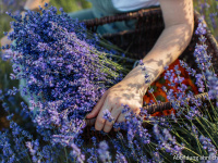 Lavendelblüten tiefblau aus der Provence 200g